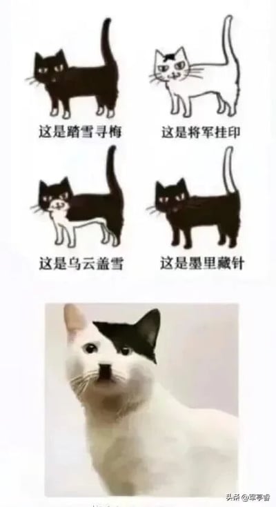 这是一张上下结构的图文混排内容，上半部分是四个黑白卡通猫咪线稿，分别标注了富有古风的猫咪毛色雅称：“踏雪寻梅”（通体黑色仅爪子为白色的猫咪）、“将军挂印”（通体白色仅额头有黑色斑块的猫咪）、“乌云盖雪”（通体黑色仅胸口为白色的猫咪）、“墨里藏针”（通体全黑的猫咪）；下半部分是一张真实猫咪的照片，这只猫咪大部分毛发为白色，仅一只耳朵和额头的部分区域为黑色，刚好契合上半部分“将军挂印”的毛色特征，同时又因毛色的不对称性和其他分类形成反差，用真实猫咪的特殊毛色结合传统雅称制造出搞笑的趣味效果，属于宠物相关的玩梗类内容。