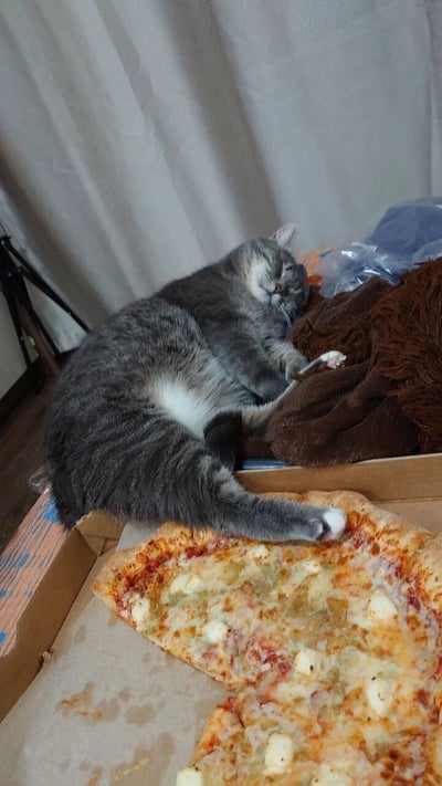 一只灰色猫咪蜷缩在纸箱上睡得正香，小肚子露出白色毛发，前爪抱着棕色毛毯，后爪随意搭在旁边披萨盒里的披萨上。披萨看起来刚吃几口，芝士和番茄酱清晰可见，猫咪姿态慵懒可爱，仿佛把披萨当成专属抱枕，背景有白色窗帘和三脚架，整体画面温馨治愈。