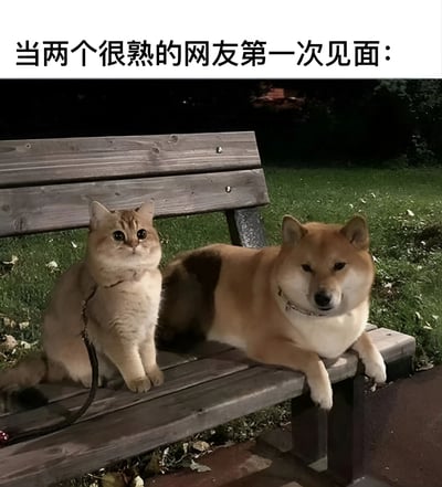 图片展示了一个夜晚场景，一只橘猫和一只柴犬并排坐在公园长椅上。橘猫表情警惕地直视前方，身体坐得笔直；柴犬则显得比较放松，前爪搭在长椅边缘，表情淡定。图片上方配有文字“当两个很熟的网友第一次见面：”，通过动物间略显拘谨又努力保持镇定的姿态，幽默地表现了线上好友初次线下见面时的微妙心理状态。