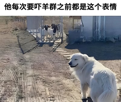图片展示了一只白色长毛狗狗站在泥土地面上，表情淡定中略带一丝狡黠，正扭头望向身后。背景中可见一个金属围栏，里面有几只黑白花色的羊。图片上方配有文字“他每次要吓羊群之前都是这个表情”，通过狗狗的表情与文字描述形成幽默对比，展现了农场中动物间有趣的互动场景。