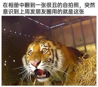 这是一张图文结合的搞笑表情包，上方配文描述了一个极具共鸣的社死场景：用户在相册里翻到一张很丑的自拍照，突然反应过来这张照片上周已经发布到朋友圈了；下方搭配的老虎照片中，老虎眼睛圆睁、嘴巴大张，露出震惊又崩溃的夸张表情，完美复刻了当事人发现自己出糗后的懊悔、崩溃的情绪，用动物的生动表情放大了社死瞬间的窘迫感，十分贴合日常出糗时的心境，容易引发网友共鸣。