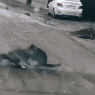 动图展示了两只黑猫在空旷的街道上的反应。起初一只猫似乎在地上打滚，随后两只猫并肩站立，当白色货车驶近时，它们并未躲闪，而是抬头注视车辆从身旁经过，全程保持镇定。整个场景展现了猫咪面对外界干扰时的从容反应，画面背景为普通居民区街道，地面有少量积雪或水渍。