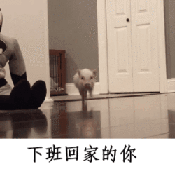 小猪