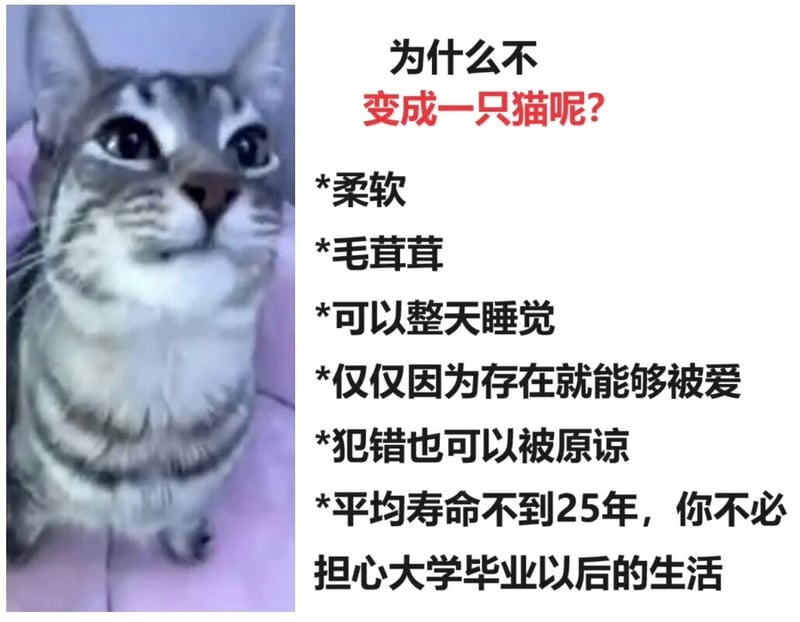 灰色虎斑猫