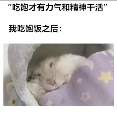 这是一张吐槽向网络表情包，采用顶配底文的图文混排形式：顶部先写有大众熟知的说法“吃饱才有力气和精神干活”，紧接着衔接文字“我吃饱饭之后：”，下方搭配实拍的白色仓鼠照片，图里的仓鼠瘫在带星星图案的软窝里，头靠在软垫上，双眼半睁半闭，满脸困倦慵懒，完全没有要活动的样子，用夸张的反差感调侃普通人吃饱饭后只会犯困、完全不想干活/学习的真实状态，共鸣感强，笑点突出。