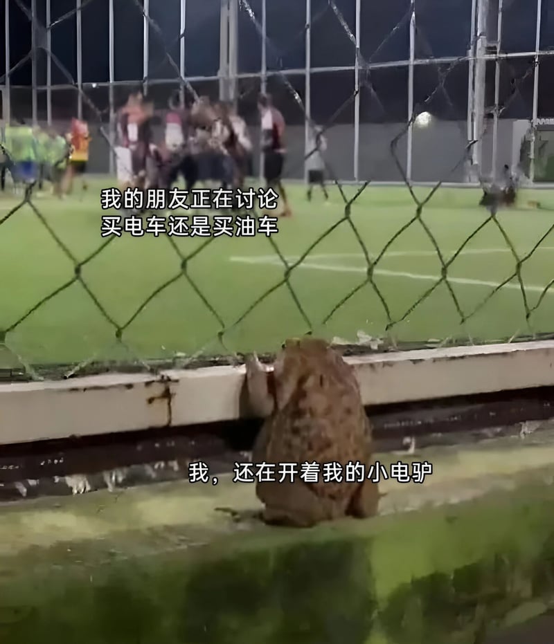青蛙