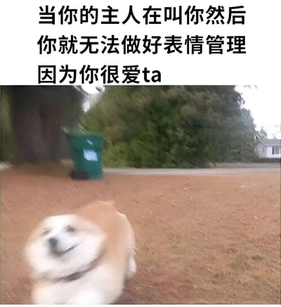 图片上方有黑色文字：'当你的主人在叫你然后你就无法做好表情管理因为你很爱ta'，下方是一张动态模糊的照片，一只棕白相间的狗狗正兴奋地朝镜头奔跑，面部表情因激动而显得有些扭曲但充满喜悦，背景有绿色垃圾桶和树木，整体氛围温馨可爱，用狗狗的真实反应诠释了对主人的喜爱。