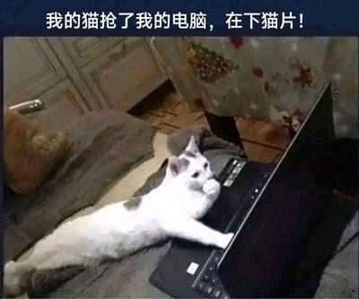 这是一张静态单图，画面中一只白灰相间的猫咪仰躺在柔软的垫子上，两只前爪搭在打开的笔记本电脑键盘上，脑袋歪向屏幕方向，神态看起来十分专注，仿佛正在操作电脑。图片上方配有文字“我的猫抢了我的电脑，在下猫片！”，运用了拟人化的手法和谐音梗，将猫咪霸占电脑的行为调侃成在下载“猫片”（关于猫的视频或图片），营造出诙谐搞笑的氛围，生动展现了宠物日常的可爱趣事，容易引发养宠人士的共鸣。