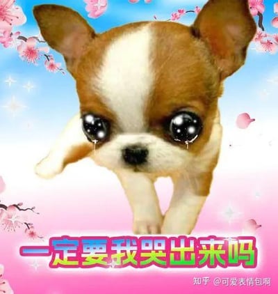 图片中是一只棕白相间的小狗（疑似吉娃娃），有着超大且水汪汪的眼睛，眼中含着泪珠，表情委屈地抬头望向前方。背景是蓝天白云，点缀着粉色樱花枝和飘落的花瓣，营造出柔和可爱的氛围。图片底部有彩色文字“一定要我哭出来吗”，整体风格偏向萌系表情包，用于表达委屈、无奈的情绪。