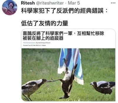 这是一张Twitter截图，用户Ritesh（@riteshwriter）于3月5日发布。内容为：“科学家犯下了反派们的经典错误：低估了友情的力量”，配图下方文字补充“喜鹊反将科学家们一军，互相帮忙移除被装在脚上的追踪器”，并标注来源“The Conversation / by Dominique Potvin Posted Tue 22 Feb 2022 at 1:09pm”。图片主体显示三只喜鹊在草地上，其中一只喜鹊倒挂，另一只正用喙帮助其移除脚上的追踪器，第三只在旁观望，展现了动物间互助的温馨场景。