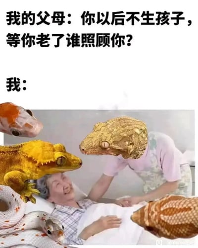 这是一张针对当下催生话题创作的搞笑P图。上方配有文字，模拟父母催生孩子时的经典拷问：“你以后不生孩子，等你老了谁照顾你？”下方的回应图则是通过图像合成的方式，将锦鲤、多只睫角守宫、宠物蛇的头部P在围绕病床老人的位置，让这些爬宠模拟出子女围在病床前照顾老人的场景，用戏谑、夸张的方式表达了部分年轻人将宠物当作精神寄托，不愿被催生的态度，精准戳中了当代年轻人面对长辈催生的无奈，以及用宠物消解生活压力的普遍心态。