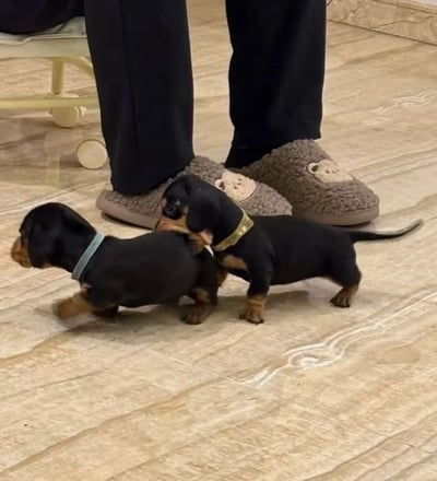 两只黑色和棕色相间的腊肠犬幼犬站在浅色瓷砖地板上，它们都戴着颜色不同的项圈（一只蓝色，一只金色）。幼犬旁边站着一个穿着黑色裤子和棕色小熊图案拖鞋的人。背景中可以看到一把带轮子的椅子的一部分。画面温馨可爱，展现了小狗的活泼姿态。