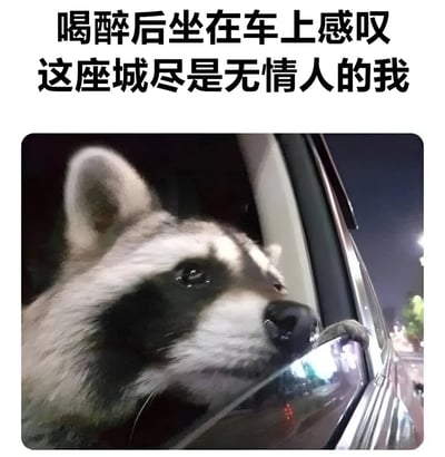 图片上方配有文字“喝醉后坐在车上感叹 这座城尽是无情人的我”，下方是一只浣熊坐在车内，爪子搭在车窗上，夜晚时分望向窗外的场景。整体通过拟人化手法，将浣熊的沉思表情与人类醉酒后的孤独、感慨情绪结合，营造出一种都市中情感疏离的氛围。