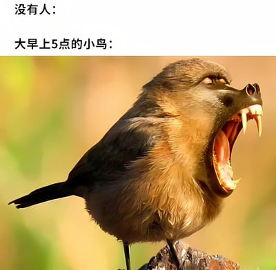 图片上方有两行文字，分别是“没有人：”和“大早上5点的小鸟：”。下方是一只小鸟的特写图像，这只小鸟有着夸张的凶狠表情，嘴巴大张，露出尖锐的獠牙，整体形象与人们印象中清晨鸣叫的小鸟形成强烈反差，通过这种幽默的对比来调侃早起时被小鸟叫声打扰的场景。