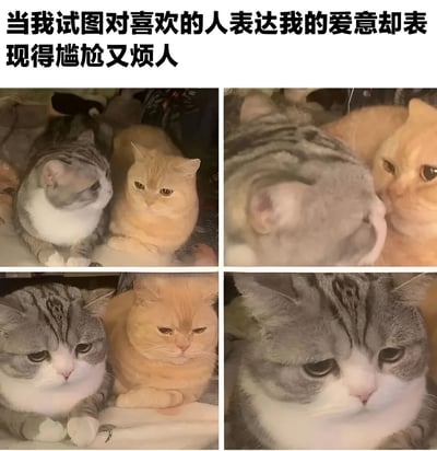 这是一张四宫格猫咪表情包，通过四只猫咪的互动场景幽默展现了人们在向喜欢的人表达爱意时的尴尬状态。上左图中灰色虎斑猫带着期待的眼神看向身旁的橘猫；上右图灰色虎斑猫试图靠近并蹭橘猫，而橘猫表情明显不耐烦；下左图两只猫并排坐着，灰色虎斑猫显得有些失落，橘猫则一脸嫌弃；下右图灰色虎斑猫独自低头，表情充满挫败感。