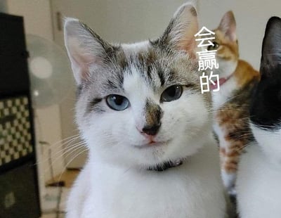 这是一张用于鼓励打气的文字加注类表情包，画面主体是一只蓝眼睛的灰白相间猫咪，它神态沉稳笃定，安静地注视着前方，仿佛带着必胜的信念。在它的身体右侧，还能看到一只橘色猫咪和一只黑白猫咪的部分身体作为背景衬托。图片右侧配有竖排白色文字‘会赢的’，直白地传递出励志鼓劲的情绪，整体风格治愈又充满力量，适合在考试、比赛、工作攻坚等需要给自己或他人加油的场景使用，能有效传递必胜的信心。