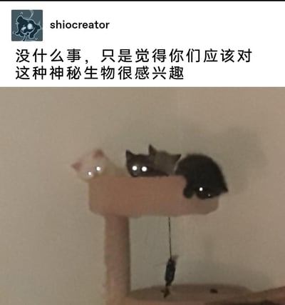 这是一张来自社交平台的趣味截图，用户shiocreator配文“没什么事，只是觉得你们应该对这种神秘生物很感兴趣”，图中四只猫咪趴在猫爬架的顶层平台上，在昏暗的环境中，猫咪的眼睛因为光线反射呈现出明亮的发光效果，如同神秘生物的眼睛，将可爱的猫咪赋予了诡异又有趣的“神秘生物”属性，充满了调侃的趣味。