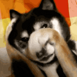 柴犬用爪子捂脸害羞表情动态图