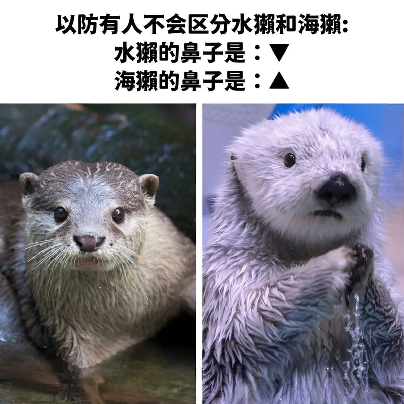 海獭