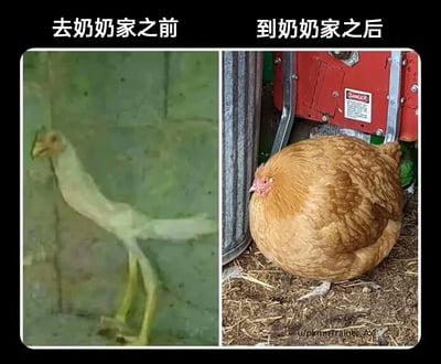 这是一张左右拼接的静态对比图，通过强烈的反差制造幽默效果。左侧是标注为“去奶奶家之前”的鸡，它体型极度瘦弱，几乎只剩骨架和细长的鸡爪，羽毛稀疏黯淡，站立时神态萎靡，看起来严重营养不良；右侧是标注为“到奶奶家之后”的鸡，它体型圆滚肥胖，羽毛丰满油亮，神态慵懒地蹲坐在铺有干草的地面上，状态饱满。图片用鸡的体型巨变，调侃现实生活中长辈总会把晚辈喂得发胖的普遍现象，充满生活趣味和共鸣感。