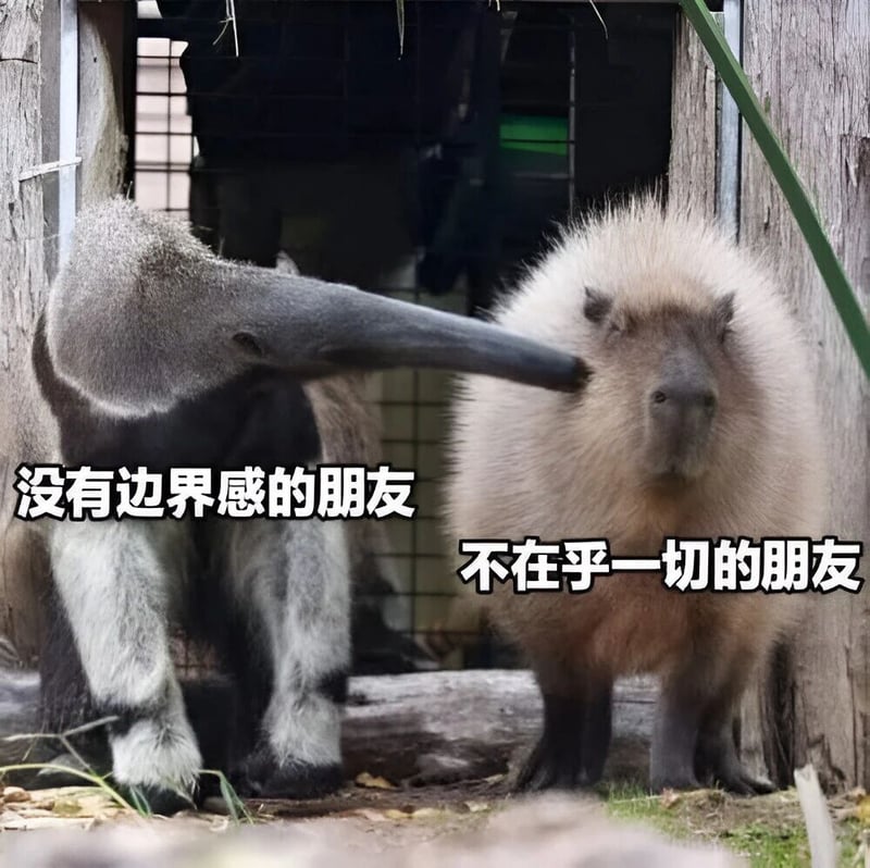 食蚁兽