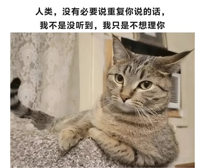 图片上方有一行黑色文字："人类，没有必要说重复你说的话，我不是没听到，我只是不想理你"。下方是一只灰色虎斑猫趴在猫爬架上的照片，猫咪表情冷漠，眼神略带不耐烦，似乎在表达对人类重复话语的不屑。