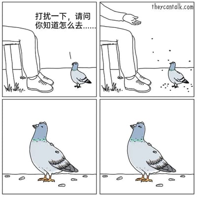 四格漫画描绘了一只鸽子向人类问路的有趣场景。第一格中，鸽子抬头询问："打扰一下，请问你知道怎么去......"；第二格中，人类伸出手撒下一些面包屑；第三、四格则是鸽子近距离抬头的特写，表情从疑惑转为期待。整个漫画通过简单的线条和生活化的场景展现了动物与人类互动的幽默瞬间。