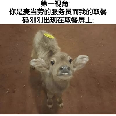 图片上方为文字描述“第一视角：你是麦当劳的服务员而我的取餐码刚刚出现在取餐屏上：”，下方是一张小牛的照片。小牛站在红褐色的地面上，背部贴有一个黄色标签，正抬头向上看，表情显得既期待又急切。通过将小牛背部的黄色标签类比为麦当劳取餐码，幽默地模拟了当顾客看到自己的取餐码出现在屏幕上时，服务员视角下顾客急切等待取餐的可爱场景。