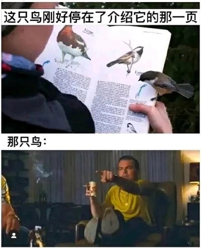 上图为一只山雀恰好停在介绍它的鸟类图鉴页面上，书页中清晰展示了山雀的插图与文字说明，上方配文“这只鸟刚好停在了介绍它的那一页”；下图是电影《好莱坞往事》中莱昂纳多·迪卡普里奥饰演的里克·达尔顿坐在椅子上，手持酒杯指向镜头的经典截图，下方配文“那只鸟：”，通过图文结合幽默地表现出鸟儿仿佛在自信“认领”自己的介绍页面，营造出巧合又有趣的效果。
