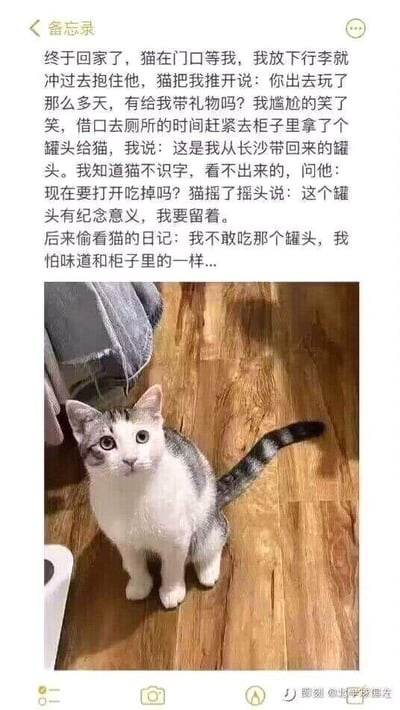 这是一张图文混排的暖心故事，上方是一段关于猫咪迎接主人回家的文字描述，讲述了主人从长沙回来后用柜子里的普通罐头冒充特产，而猫咪假装珍惜舍不得吃的可爱情节。下方配有一张灰白色猫咪的照片，它正坐在木地板上抬头看向前方，眼神呆萌可爱，与文字内容完美呼应，营造出温馨又略带幽默的氛围。