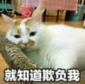 委屈猫咪：就知道欺负我