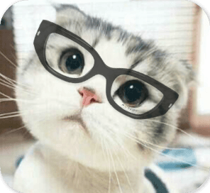 戴眼镜的萌猫仰头看
