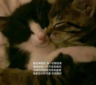 这是一张静态实拍照片，画面主体是两只亲昵依偎的猫咪：一只黑白花色的猫咪闭着眼睛，神态安详放松，依偎在另一只狸花斑纹猫咪的怀中；狸花斑纹猫咪同样闭着眼睛，神态宁静，用前肢环抱着黑白花色猫咪，二者姿态亲密，传递出温暖安心的氛围。图片下方配有一段治愈系的告白文案：“我会拥抱你 当一切都结束，接纳你的一切不安和惶恐，抚慰你的所有辛劳和疲惫，我喜欢你的可爱 你的狰狞”，这段文字表达了全然接纳、抚慰对方的真挚心意，与猫咪依偎的温馨画面完美契合，整体风格治愈暖心，能够给观看者带来情感上的慰藉，适合用来传递温柔的情绪。