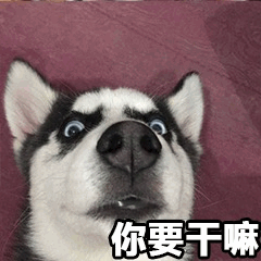 惊讶的哈士奇：你要干嘛