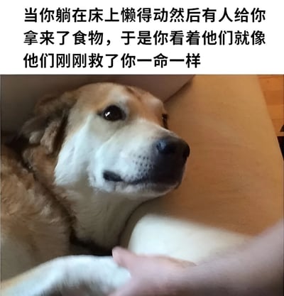 这张梗图上方配有文字：'当你躺在床上懒得动然后有人给你拿来了食物，于是你看着他们就像他们刚刚救了你一命一样'。图片主体是一只趴在沙发上的狗，它抬起头，眼神中流露出明显的感激和依赖，一只人手正在抚摸它。图片通过狗的表情生动形象地展现了懒人在获得食物时的极度感激之情，形成了幽默的对比效果。