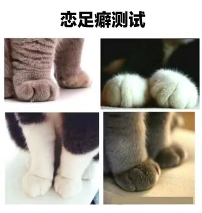 这是一张多图拼接的静态趣味图，图片顶部用黑色粗体字标注“恋足癖测试”，下方被分割为四个独立的小区域，分别展示了四只不同猫咪的爪爪特写：左上角是灰棕色带深色纹路的猫咪爪爪，肉垫颜色偏浅黄；右上角是两只白色的猫咪爪爪，肉垫部分被毛发覆盖，看起来圆润蓬松；左下角是黑白配色的猫咪爪爪，白色的爪部搭配黑色的腿部毛发；右下角是灰蓝色的猫咪爪爪，肉垫颜色较深。这张图以“恋足癖测试”为趣味噱头，实则分享可爱的猫咪爪爪，用来吸引喜欢猫咪的用户，没有隐含的双关或谐音梗，只是单纯的宠物内容趣味化呈现。