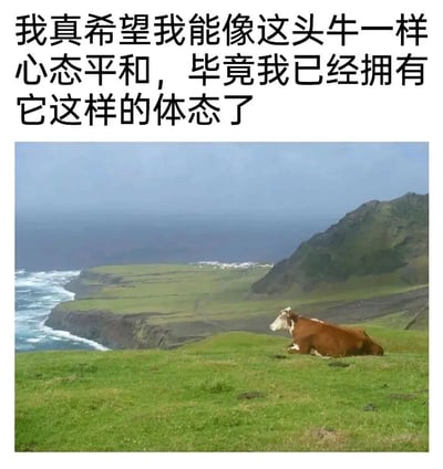 图片上方为黑色文字：“我真希望我能像这头牛一样心态平和，毕竟我已经拥有它这样的体态了”，下方是一张自然风景照。照片中，一头棕白相间的牛正卧在绿色的山坡草地上，面朝远方的大海和山脉，神态悠闲。整体通过文字与图片结合，以幽默自嘲的方式表达了对平和心态的向往，同时调侃自己与牛相似的体态。
