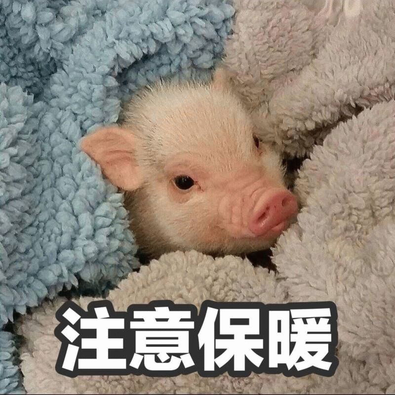 小猪提醒你注意保暖