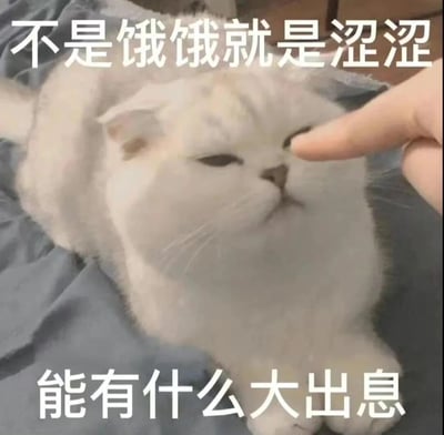 这是一张趣味搞笑的宠物梗图，画面主体是一只趴在灰色布料上的白色折耳猫咪，它半眯着眼睛，神态慵懒又带着嫌弃，看起来有些无奈，一只人类的手指正戳在它的脸部位置。图中配有两行调侃文字，上方为‘不是饿饿就是涩涩’，下方为‘能有什么大出息’，用接地气的吐槽语气，将猫咪的日常状态（吃饭、粘人）调侃成没‘追求’的生活，也可用来调侃人类咸鱼、简单的生活状态，结合猫咪的可爱神态，制造出轻松搞笑的氛围。