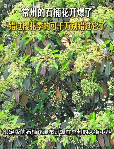 这是一张记录常州街头石楠花盛景的实拍图，画面中深绿带紫的叶片间，密集的黄绿色石楠花簇层层叠叠，形成了如同瀑布般的花景。图中配文点明常州的石楠花已经开爆，推荐错过樱花季的人们来观赏这限定版的城市花景，这种盛景在常州的大街小巷都能见到。