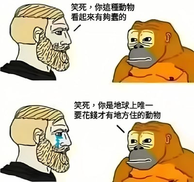 这是一张四格漫画形式的搞笑梗图，分为上下两组对话场景。上半部分中，左侧的金发胡子男对右侧的猩猩说："笑死，你這種動物看起來有夠蠢的"；下半部分中，胡子男表情尴尬并流下汗珠，猩猩则反击道："笑死，你是地球上唯一要花錢才有地方住的動物"。通过动物与人类的视角互换，用住房问题这一现实痛点制造幽默讽刺效果。