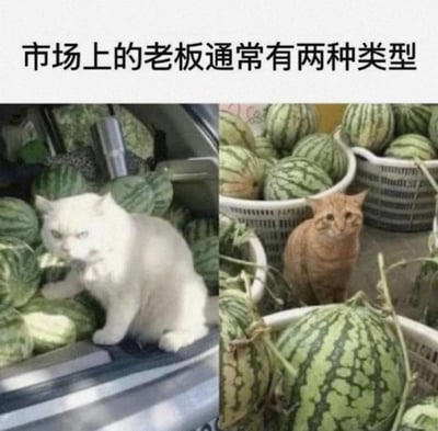 这是一张左右拼接的对比梗图，顶部配文“市场上的老板通常有两种类型”。左侧是一只表情凶狠、姿态强势的白猫，坐在堆满西瓜的摊位里，气场十足，仿佛是不好惹、态度强硬的摊主；右侧是一只神态怯懦、缩在西瓜筐旁的橘猫，看起来老实胆小，像性格温和、容易打交道的摊主。通过两只猫咪的强烈神态反差，生动调侃了市场上两种截然不同风格的老板，搞笑又形象，精准戳中大众对不同商贩的印象。