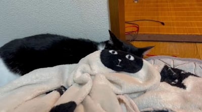 一只黑猫正趴在垫子上休息，它的头靠在一个黑白相间的玩偶上。有趣的是，这个玩偶的面部设计与黑猫的脸部特征惊人地相似，尤其是眼睛和嘴巴的造型，形成了一种真假难辨的可爱视觉效果。猫咪看起来非常放松，似乎很享受与这个“分身”玩偶的相伴时光。