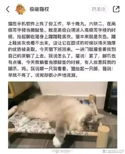 这是一张微博平台的社交媒体截图，属于图文混排内容。上方是账号“极端猫权”发布的一段拟人化文字，讲述一只猫咪在写字楼当擦脚垫的打工经历：早十晚九薪资仅六块二，凭借自身灰色皮毛能掩盖鞋底灰的优势在面试中被录用，下班回家后向主人诉说工作中被人踩脚爪的委屈，嘴上说着“早就不疼了”却偷偷流泪，将职场打工人的疲惫、心酸与隐忍通过猫咪的视角生动展现出来。下方是一张真实的宠物猫照片，猫咪侧躺在小床样式的猫窝中，一只爪子抬起，神态看起来疲惫慵懒，与上方文字传递的情绪相呼应，让拟人化的职场故事更具代入感，容易引发当代打工人的情感共鸣。
