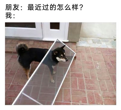 这是一张用来表达日常低落情绪的图文梗图，画面上方设置了对话场景：朋友关切询问“最近过的怎么样？”，下方则是一张利用视觉错觉拍摄的照片——一只黑柴犬站在门的玻璃门板旁，透明的玻璃刚好遮挡住它身体的一部分，从视觉效果上看仿佛狗狗被“劈成了两半”，用这个极具趣味又贴切的画面，委婉地回应朋友的问候，传递出自己近期状态糟糕、身心俱疲，仿佛被生活压得支离破碎的无奈情绪，通过视觉错觉的趣味形式放大了情绪的表达，容易引发网友共鸣。
