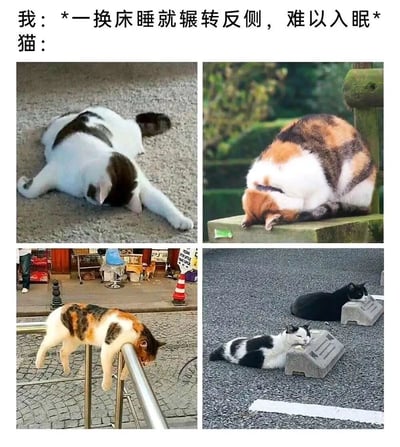 图片上方文字对比了人类与猫咪的睡眠习惯：人类换床后会辗转反侧难以入眠，而猫咪则能在各种环境中轻松入睡。下方由四张真实猫咪照片组成拼贴，分别展示了黑白猫在混凝土表面舒展睡姿、三花猫蜷缩在木质立柱上打盹、三花猫倒挂在金属栏杆上酣睡、以及两只猫咪（一只黑白猫和一只黑猫）在碎石地面的混凝土块旁安睡的场景，通过反差幽默展现猫咪强大的适应能力。