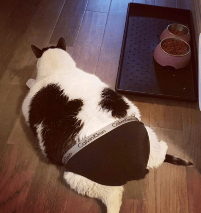 一只黑白相间的奶牛猫趴在木地板上，最引人注目的是它身上竟然穿着一件迷你版Calvin Klein内裤！猫咪背对镜头，似乎正专注于前方的猫食盆，形成了一种时尚与萌宠的有趣反差。图片通过给宠物穿上人类名牌服饰，创造出幽默搞笑的效果，展现了主人的创意和对猫咪的宠爱。