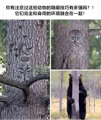 图片上方配有文字“你有注意过这些动物的隐藏技巧有多强吗？！它们完全和身周的环境融合在一起！”，下方由四张照片组成。左上角照片中，一只猫头鹰的羽毛颜色和纹理与树干树皮高度相似，静止在树干上几乎难以分辨；右上角照片中，另一只猫头鹰同样利用树皮的纹路和自身羽色隐藏身形；右下角照片中，一只熊站立着用前爪抱住树干，黑色的身体与树干形成巧妙遮挡，展现出动物们出色的自然伪装能力。