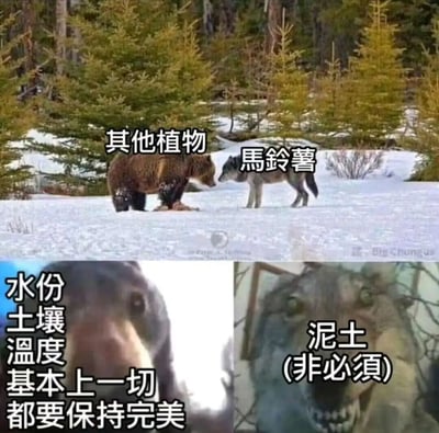 图片分为上下两部分，上部分是雪地森林中一只熊和一只狼对峙，熊被标注“其他植物”，狼被标注“馬鈴薯”；下部分左侧是熊的特写，配文“水份 土壤 温度 基本上一切都要保持完美”，右侧是狼的特写，配文“泥土 (非必須)”。通过动物对峙的场景幽默对比其他植物和马铃薯对生长条件的不同需求，凸显马铃薯“好养活”的特点。