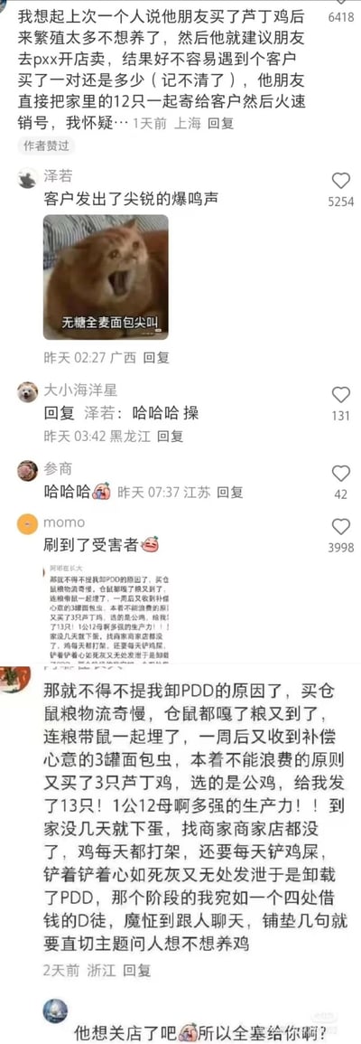 这是一组来自社交平台的评论截图，内容围绕两起芦丁鸡相关的搞笑网购经历展开。首先有用户分享朋友因芦丁鸡繁殖过多，在pxx开店处理，遇到客户买一对芦丁鸡时，直接将家中12只全部寄出后火速销号；网友“泽若”以“客户发出了尖锐的爆鸣声”回复，并搭配一张橘猫张嘴尖叫的表情包，配文“无糖全麦面包尖叫”，引发其他网友的搞笑互动。随后网友“momo”称刷到了该事件的“受害者”，并贴出另一用户“阿耶在长大”的经历：该用户因买仓鼠粮物流过慢导致仓鼠死亡，收到粮后将粮和仓鼠一起埋葬，又收到商家补偿的面包虫，为了不浪费面包虫购买3只公芦丁鸡，却收到1公12母，卖家店铺消失，芦丁鸡不仅打架还频繁下蛋，该用户因不堪养鸡的麻烦卸载PDD，甚至魔怔到逢人就问要不要养鸡。整个内容充满反差感和搞笑氛围，是网友自发分享的真实离谱生活趣事。
